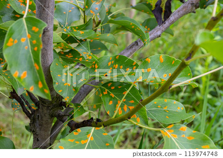 Pear leaves with pear rust infestation 113974748