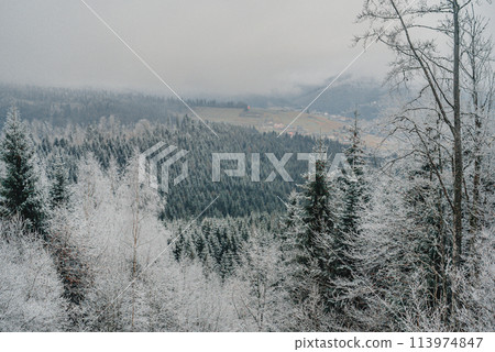 Winter, north destination. Mountains, frozen nature, spruce, evergreen trees. 113974847