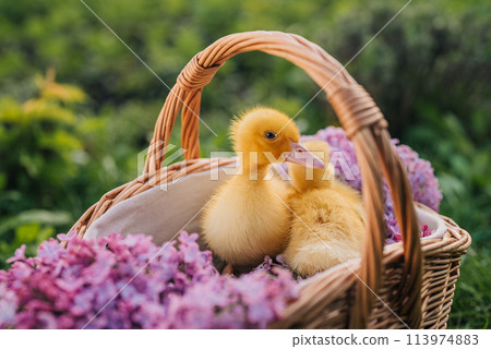 Cute little yellow ducklings sitting in wicker basket with lilac flowers bouquet 113974883