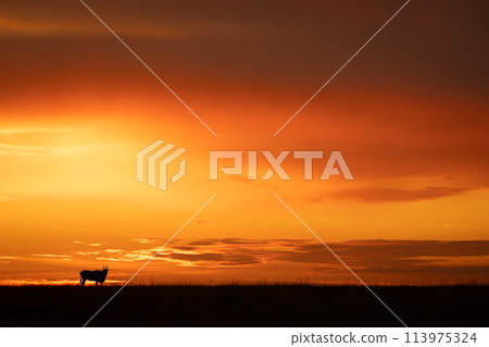 Common eland stands on horizon at sunset Common eland stands on horizon at sunset 113975324
