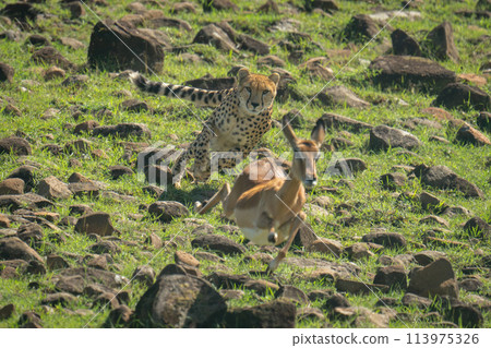 Female cheetah chases female impala over rocks Female cheetah chases female impala over rocks 113975326