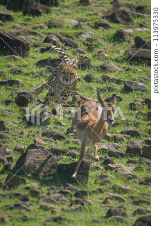 Female cheetah chases impala down rocky slope 113975330
