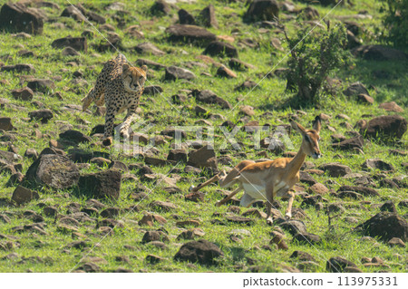 Female cheetah chases impala over rocky ground Female cheetah chases impala over rocky ground 113975331