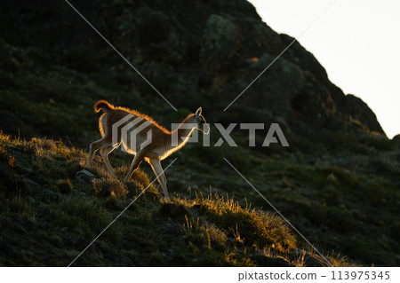 Guanaco walking down ridge backlit at sunset 113975345