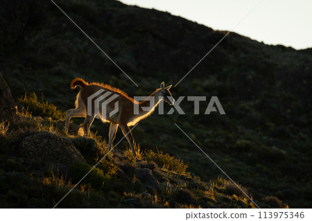 Guanaco walking down rocky hillside at sundown 113975346