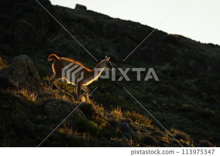Guanaco walking down rocky hillside at sunset 113975347