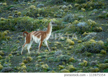 Guanaco walks across rocky slope between bushes 113975354