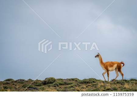 Guanaco walks along ridge against cloudy sky 113975359