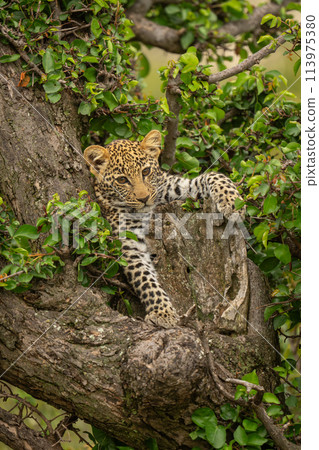 Leopard cub lies in tree staring downwards 113975380