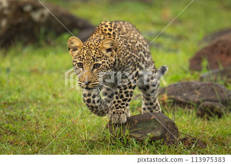 Leopard cub walking over rocks lifting paw 113975383