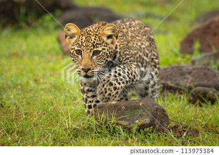 Leopard cub walks over rocks lifting forepaw 113975384