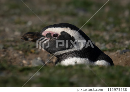 Magellanic penguin in profile nestles in burrow 113975388