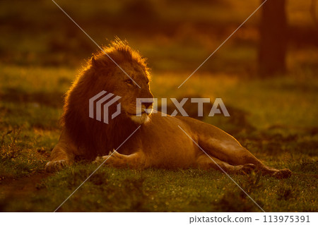 Male lion lies on grass at sunrise 113975391