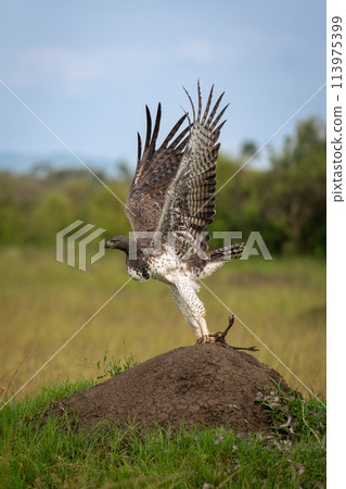 Martial eagle takes off from termite mound Martial eagle takes off from termite mound 113975399