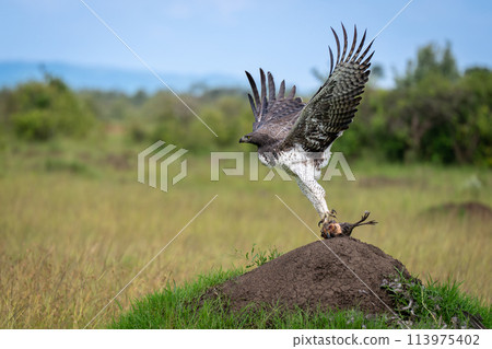 Martial eagle taking off from termite mound 113975402