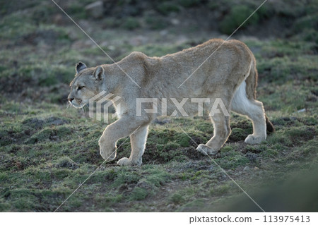 Puma walks down grassy hillside lifting paw 113975413