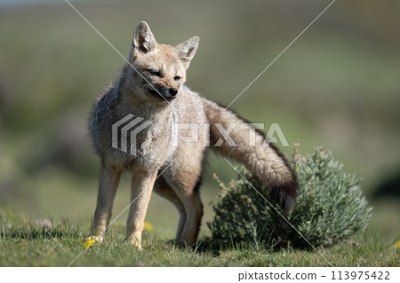 South American gray fox stands leaning over 113975422