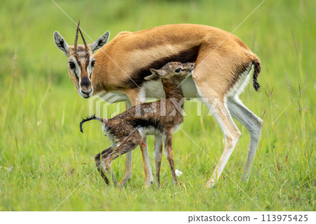Thomson gazelle stands beside newborn in grass Thomson gazelle stands beside newborn in grass 113975425