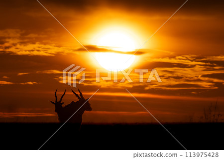 Two common elands stand silhouetted at sunset 113975428