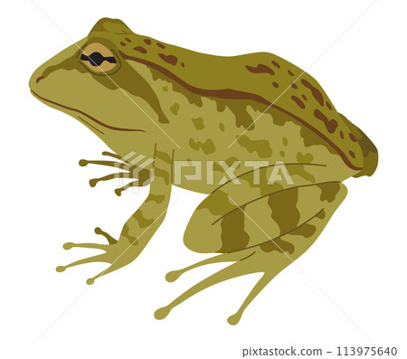 Frog or toad, amphibian animal. Type of froggy. Exotic tropical reptile. Flat vector illustration on white background Frog or toad, amphibian animal. Type of froggy. Exotic tropical reptile. Flat vector illustration on white background 113975640