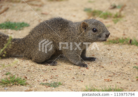 Formosan squirrel resting on the ground 113975794