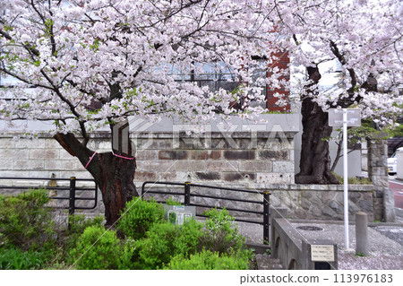 世田谷大澤、北澤川綠道、鎌倉橋的櫻花 世田谷大澤、北澤川綠道、鎌倉橋的櫻花 113976183