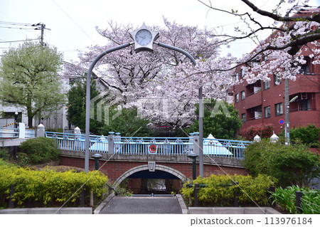 世田谷、大田橋、夕折橋的櫻花 世田谷、大田橋、夕折橋的櫻花 113976184