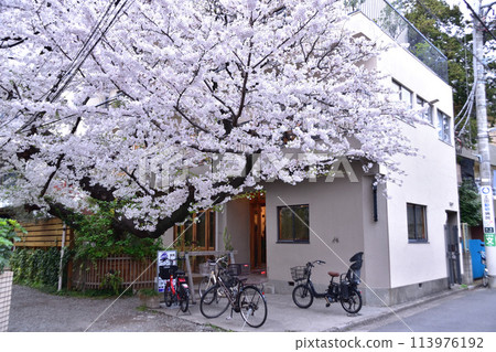 幡谷槳手咖啡櫻花 113976192