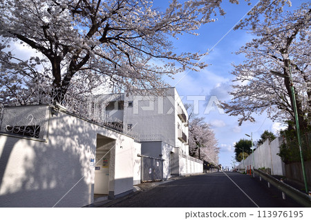 前往世田谷/神瑜珈公園的滑雪場和櫻花 前往世田谷/神瑜珈公園的滑雪場和櫻花 113976195