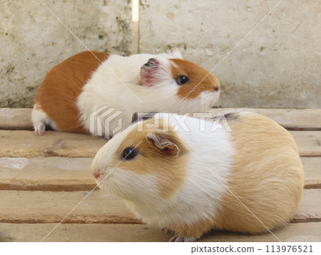 一隻繁殖的豚鼠的特寫鏡頭 113976521