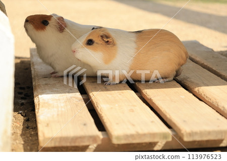 一隻繁殖的豚鼠的特寫鏡頭 一隻繁殖的豚鼠的特寫鏡頭 113976523