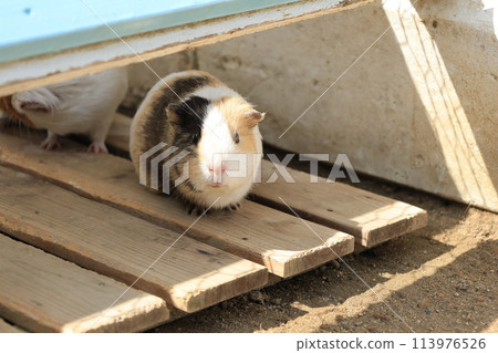 一隻繁殖的豚鼠的特寫鏡頭 113976526