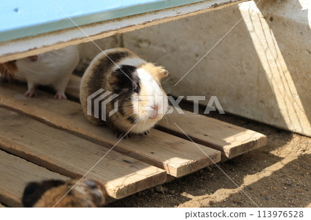 一隻繁殖的豚鼠的特寫鏡頭 一隻繁殖的豚鼠的特寫鏡頭 113976528