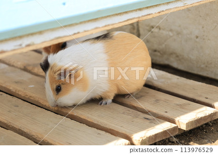 一隻繁殖的豚鼠的特寫鏡頭 113976529