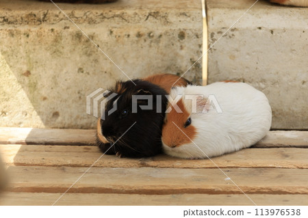 Close-up of a domesticated guinea pig 113976538