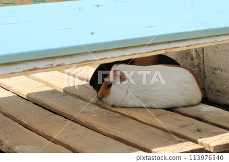 Close-up of a domesticated guinea pig 113976540