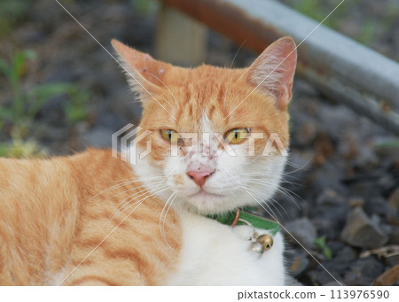 A nap of a cat 113976590