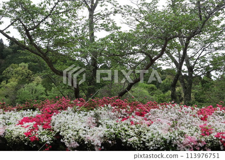 Azaleas blooming in the mountains in early summer Azaleas blooming in the mountains in early summer 113976751