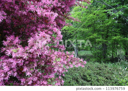 杜鵑花杜鵑花在綠色森林的背景下綻放 杜鵑花杜鵑花在綠色森林的背景下綻放 113976759
