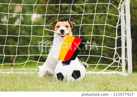 Dog as funny fan of German national team with flag supporting his team in international competition 113977427