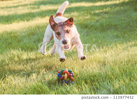 Active dog chasing ball on grass lawn leaps to catch a toy Active dog chasing ball on grass lawn leaps to catch a toy 113977432