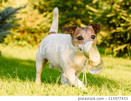 Thirsty dog holding trough water bottle in mouth on hot summer day Thirsty dog holding trough water bottle in mouth on hot summer day 113977433