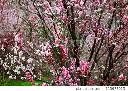 大渡壩的花桃 113977925