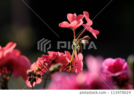 Geranium petals bathed in the morning sun. The black background makes them stand out. Geranium petals bathed in the morning sun. The black background makes them stand out. 113978024
