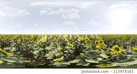 Vibrant field of sunflowers under blue sky 360 panorama vr environment map 113978161