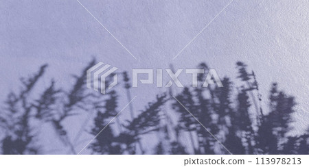 Plant shadow cast on wall 3d render illustration 113978213