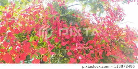 墨西哥鳳凰樹花盛開 墨西哥鳳凰樹花盛開 113978496