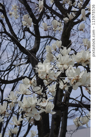 Beautiful white Magnolia flower 113978536