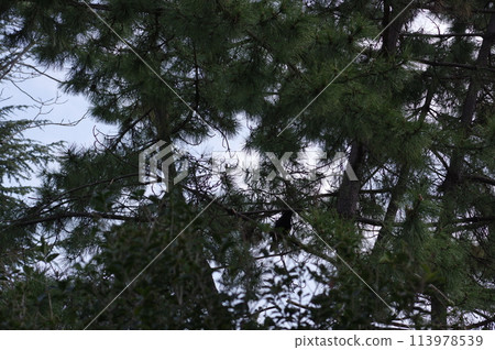 I look up at a pine tree I look up at a pine tree 113978539