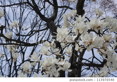 Beautiful white Magnolia flower 113978540